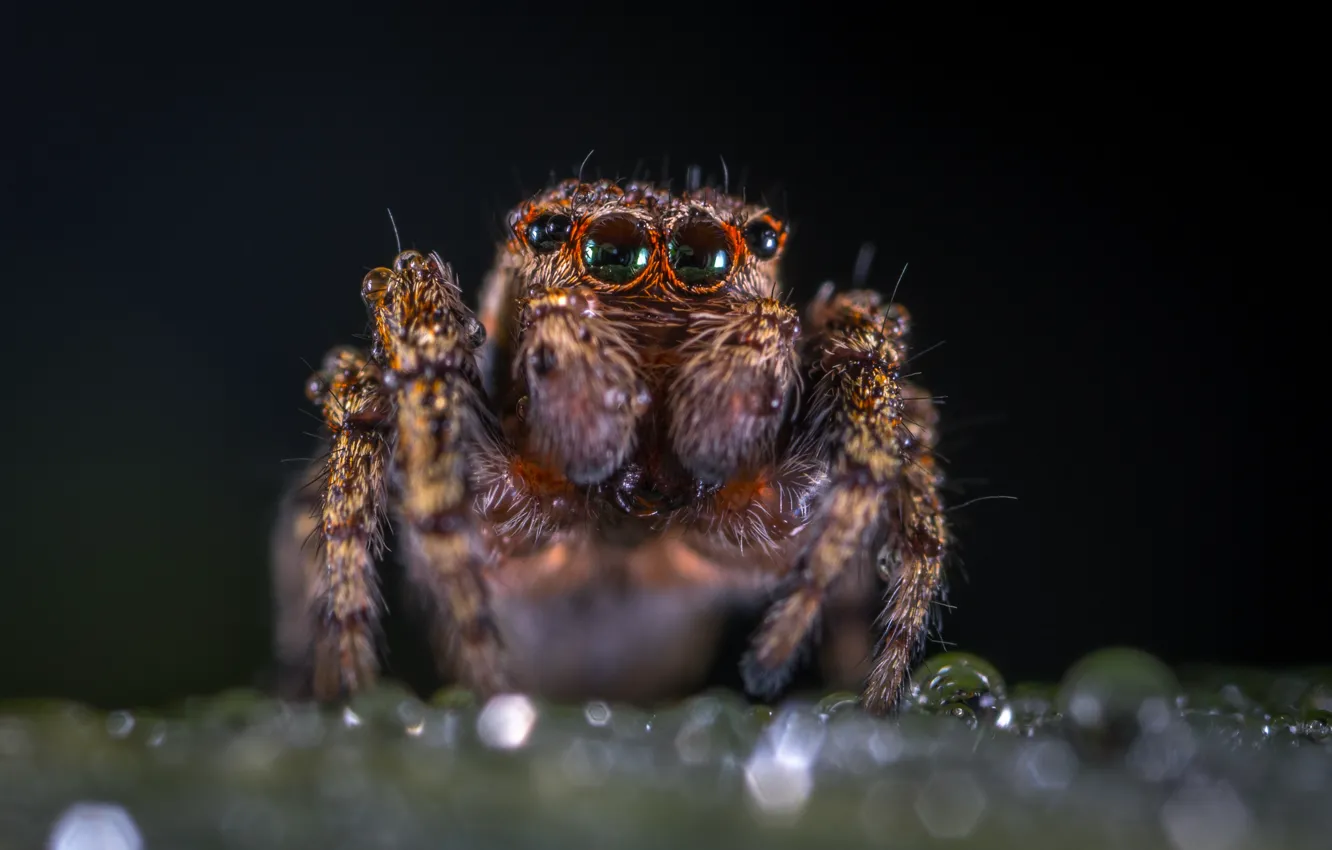Photo wallpaper Macro, Spider, Eyes, Insect, Macro, Insect, Paws, Close-Up