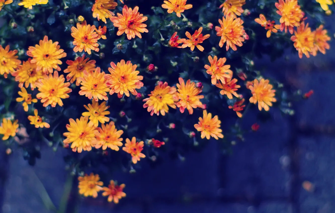 Photo wallpaper flowers, yellow, orange, water drops, bokeh
