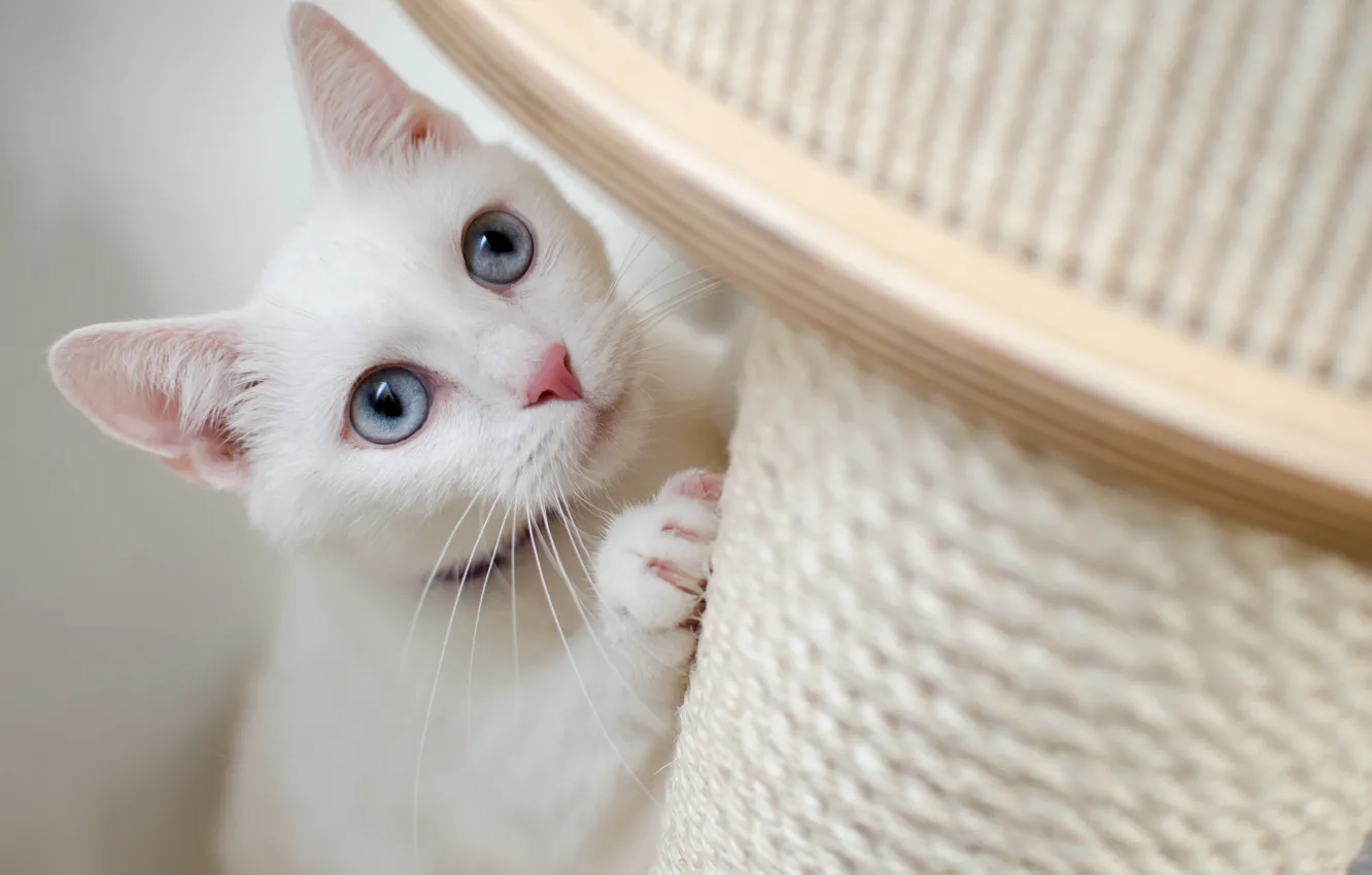 Photo wallpaper cat, eyes, eyes, legs, white, collar, ears, blue eyes