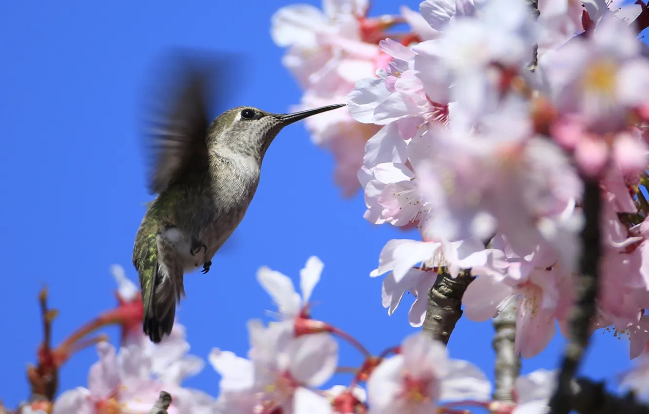 Photo wallpaper the sky, tree, bird, spring, beak, Hummingbird, flowering