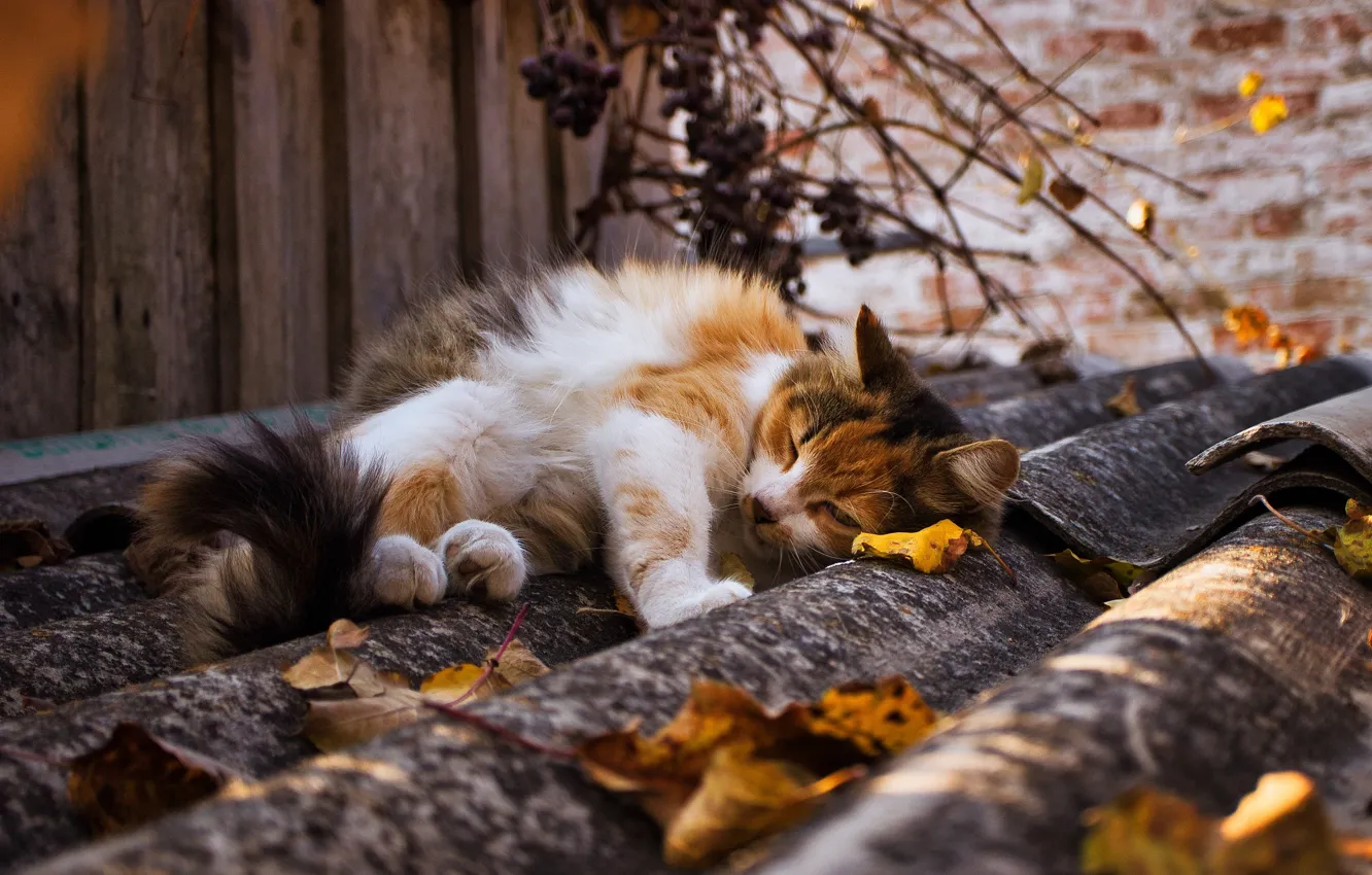 Photo wallpaper roof, autumn, cat, leaves, light, branches, pose, wall