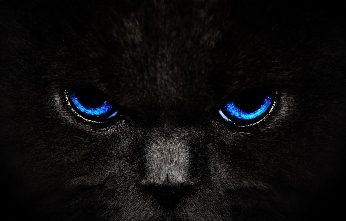 Photo wallpaper cat, eyes, cat, look, black