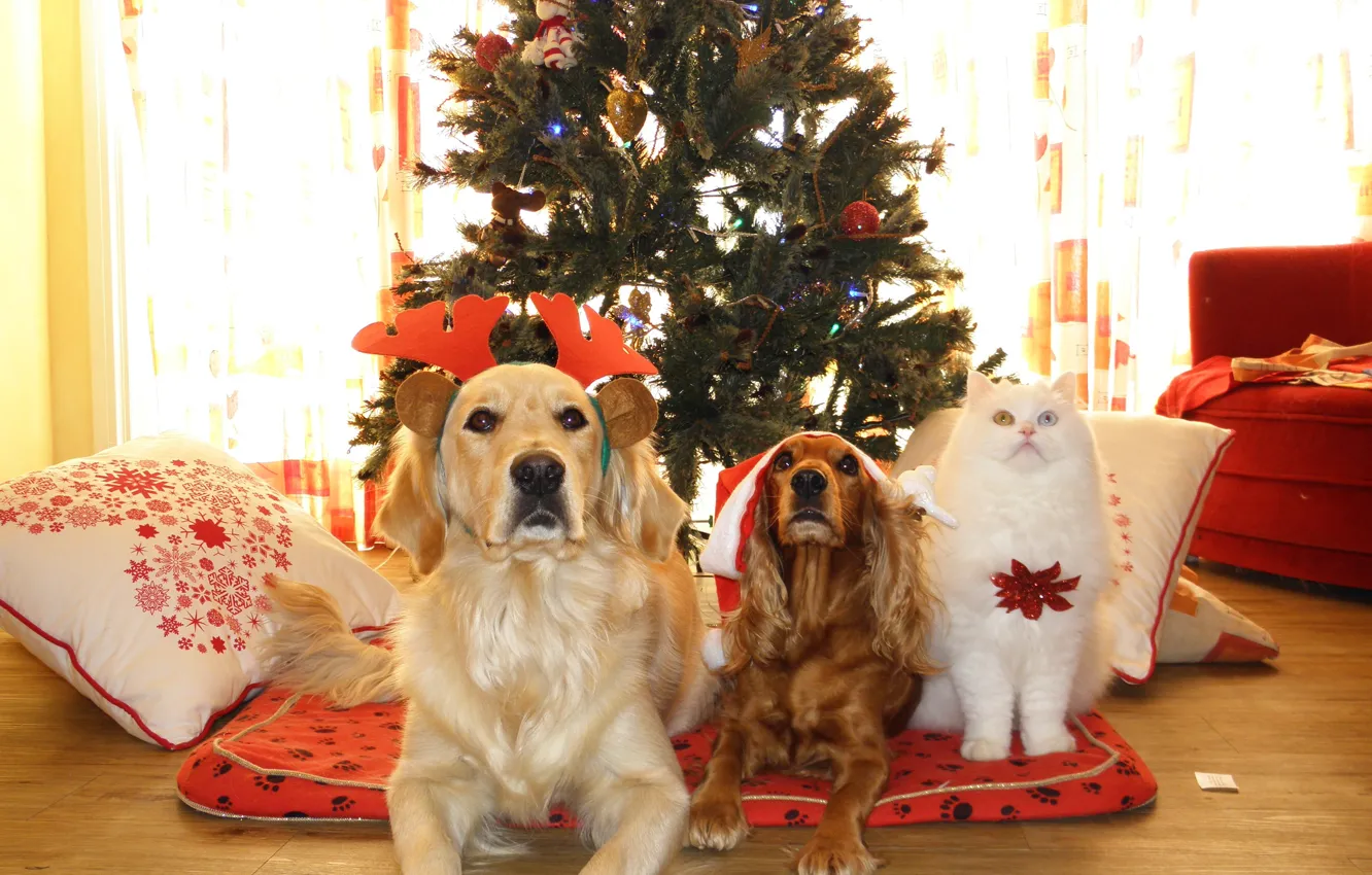 Photo wallpaper dogs, cat, look, cats, room, tree, cute, Christmas
