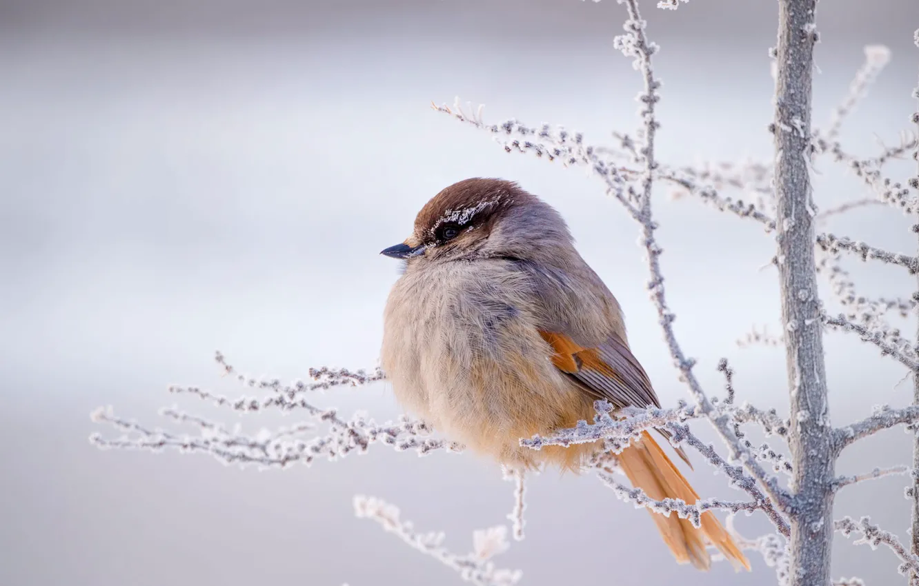 Photo wallpaper winter, frost, branches, bird, Kuksha