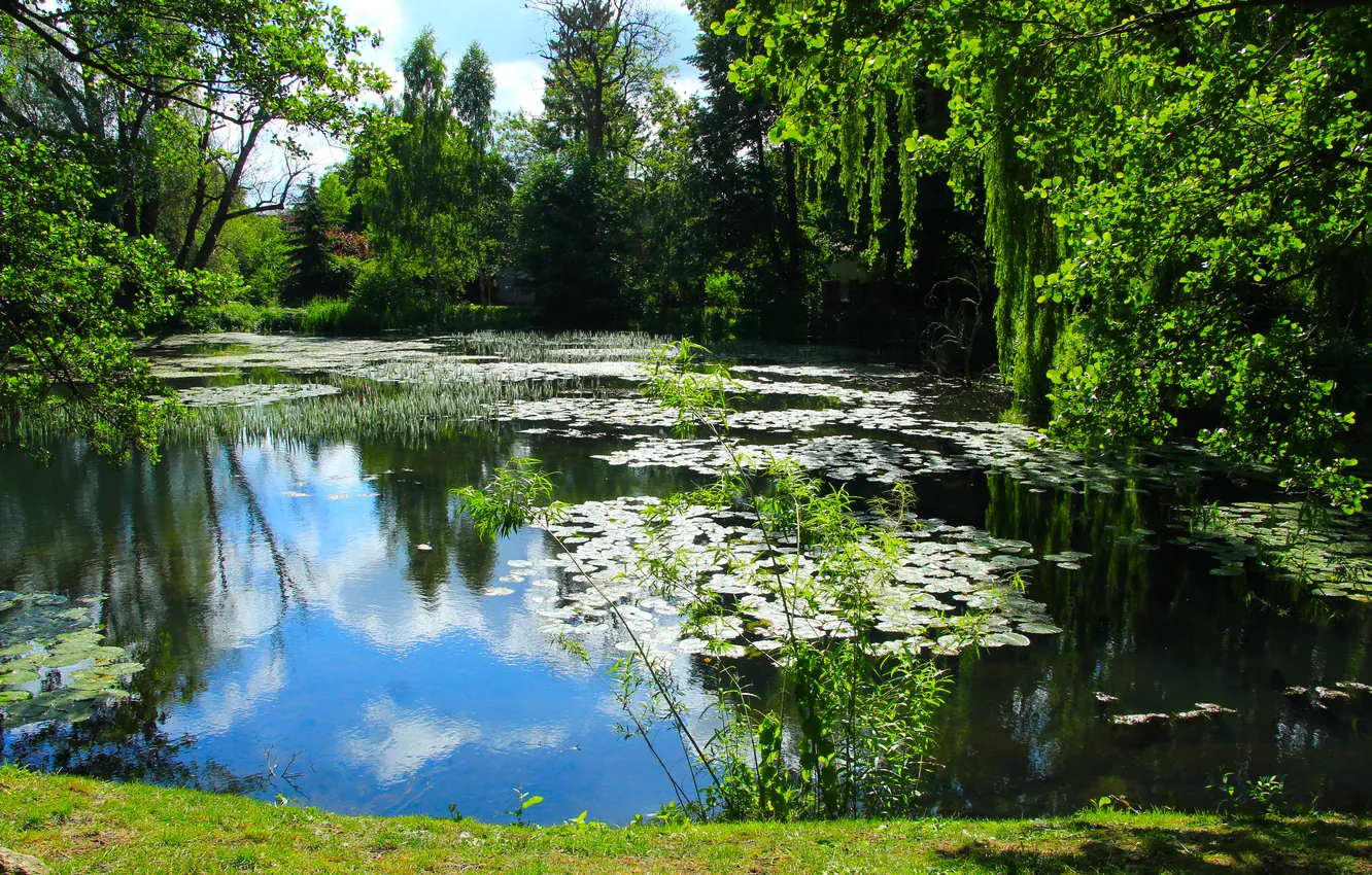 Photo wallpaper park, lake, pond