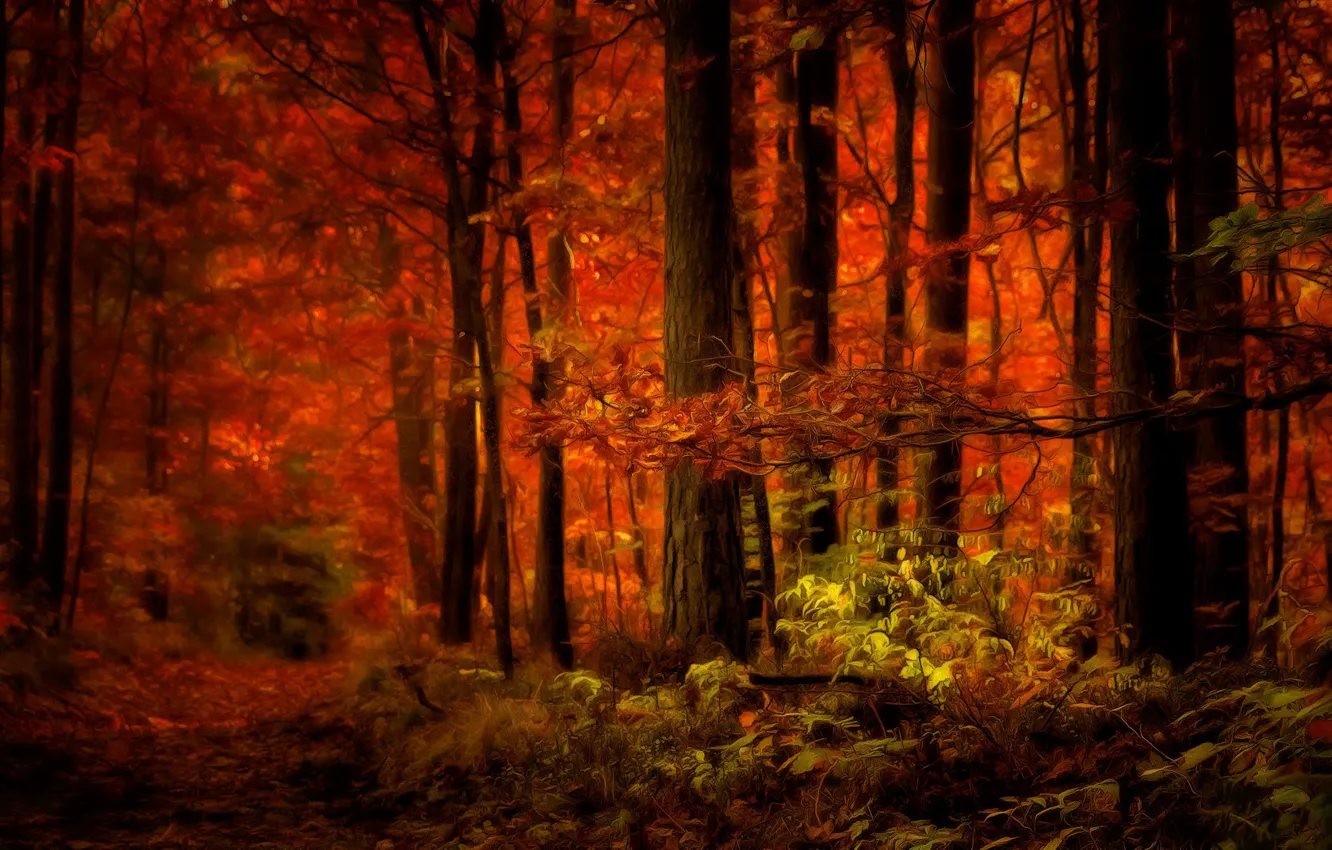 Photo wallpaper autumn, forest, trees, digital painting