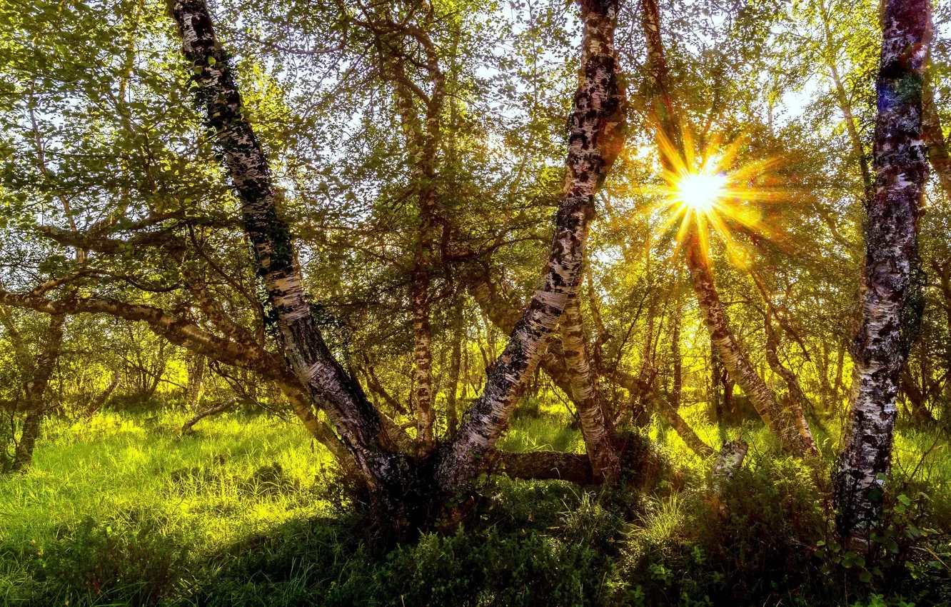 Photo wallpaper forest, the sun, trees, birch