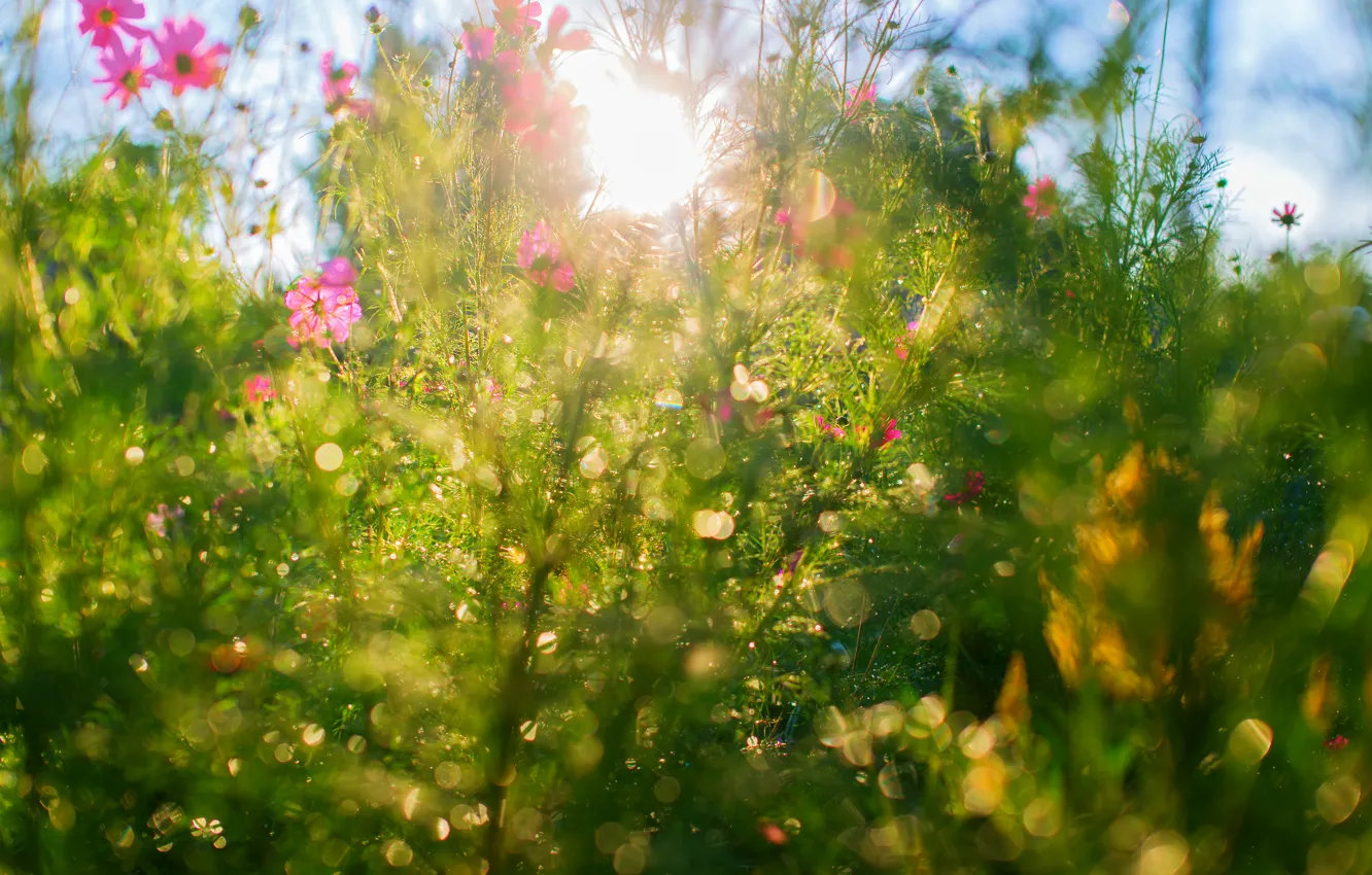 Photo wallpaper summer, the sun, rays, flowers