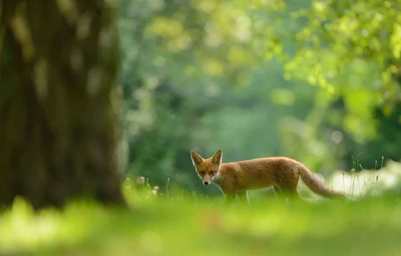 Photo wallpaper forest, look, nature, pose, Fox, walk