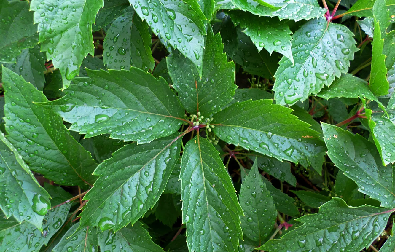 Photo wallpaper leaves, drops, ivy