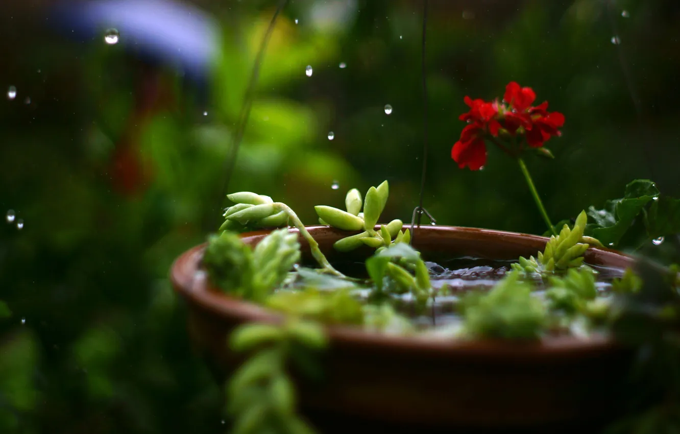 Photo wallpaper drops, macro, flowers, rain, plant, pots