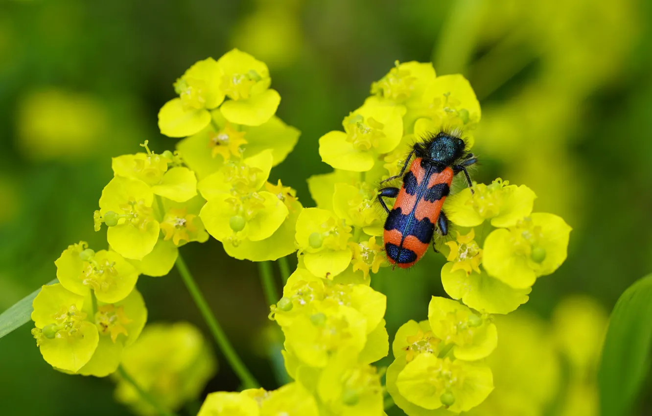 Photo wallpaper macro, flowers, beetle, insect