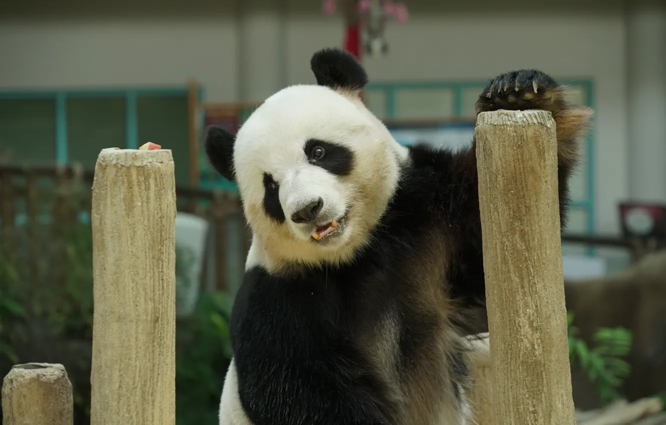 Photo wallpaper look, face, portrait, bear, Panda