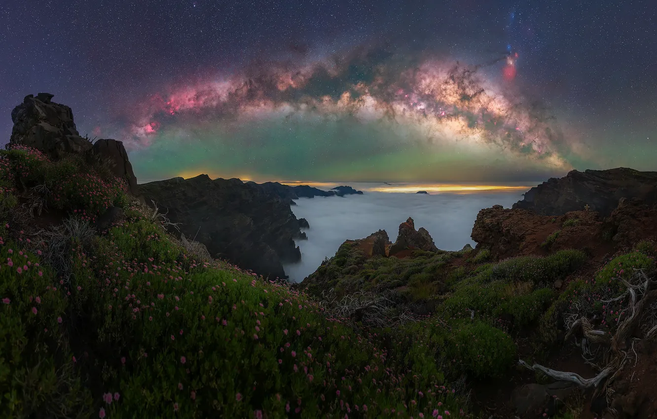 Photo wallpaper flowers, night, rocks, the milky way