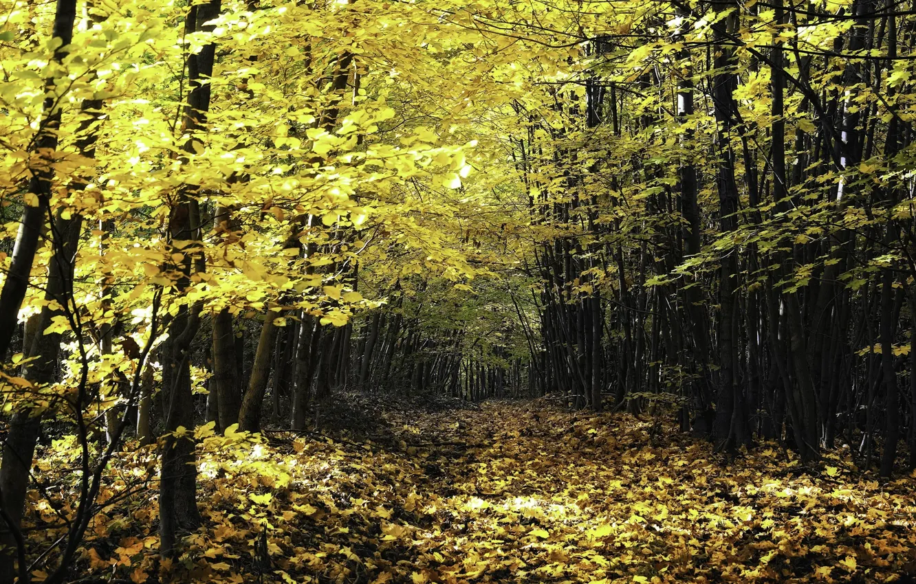 Photo wallpaper autumn, forest, leaves, trees, colors, track, forest, Nature