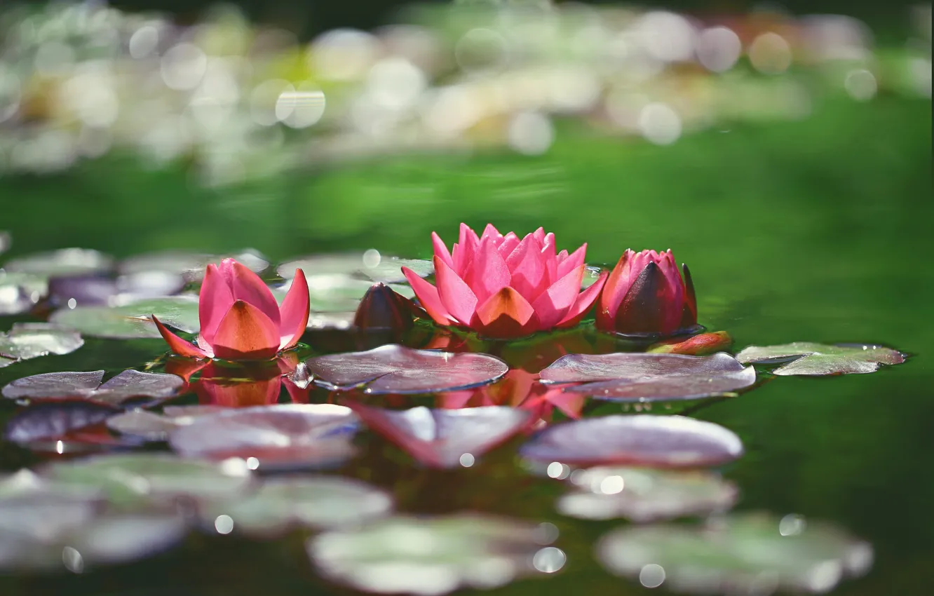 Photo wallpaper water, red, Nymphaeum