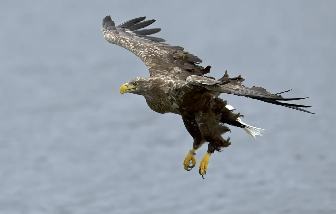 Photo wallpaper flight, bird, eagle