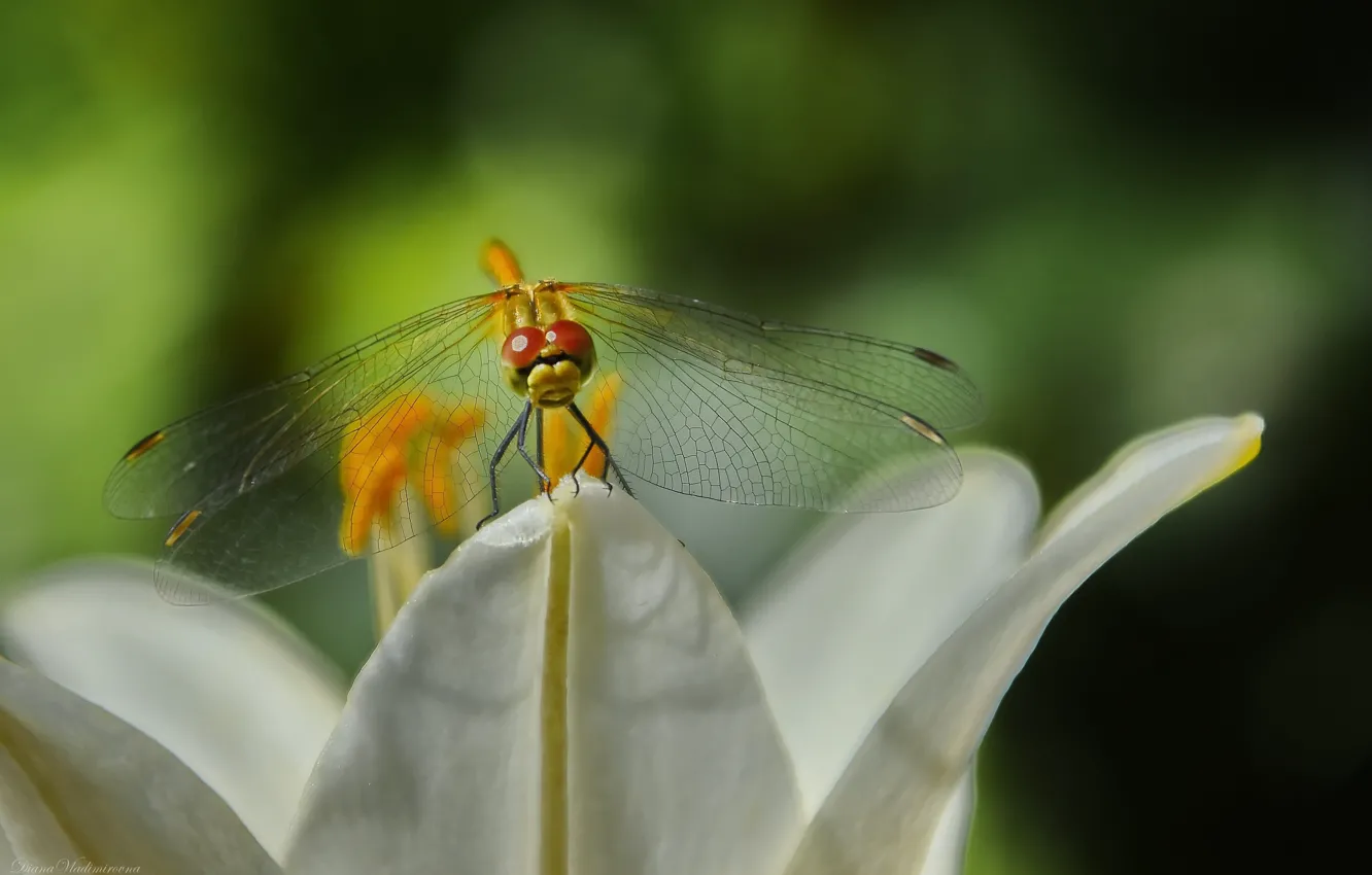 Photo wallpaper summer, macro, nature, dragonfly, insect