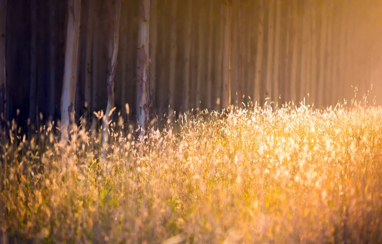 Photo wallpaper autumn, forest, grass, light