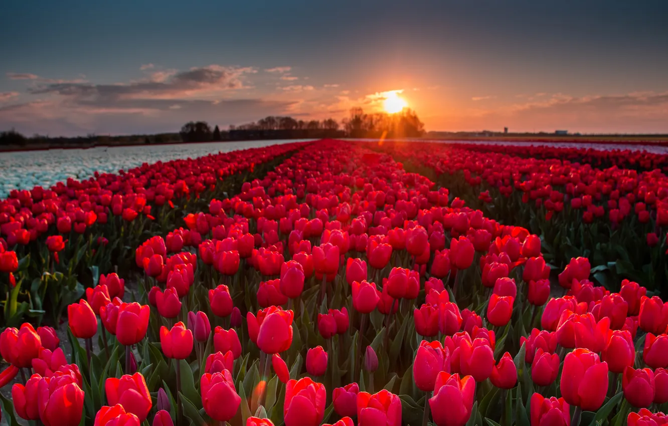 Photo wallpaper sunset, flowers, red, spring, tulips, plantation