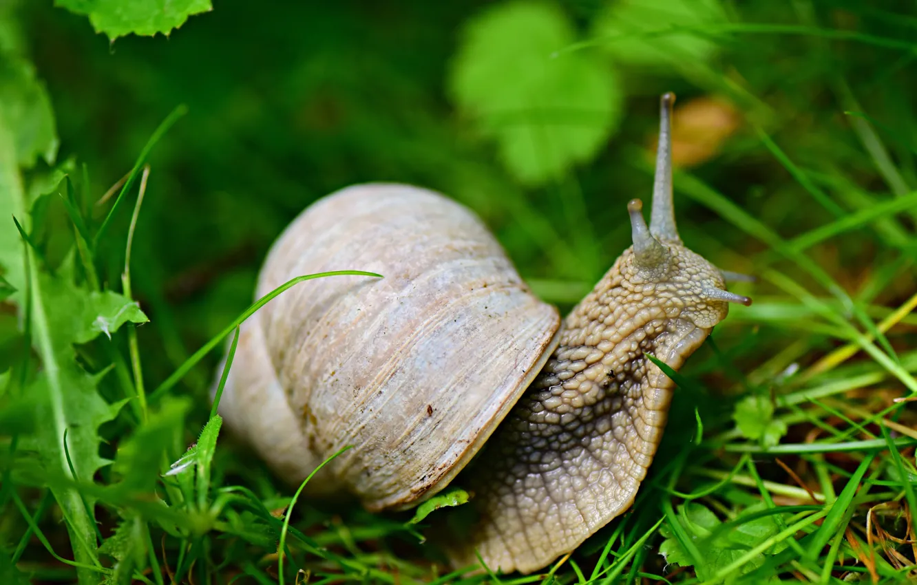 Photo wallpaper greens, grass, macro, nature, snail, Achatina