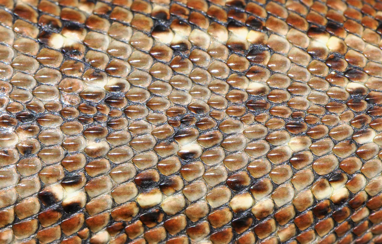 Photo wallpaper macro, leather, lizard