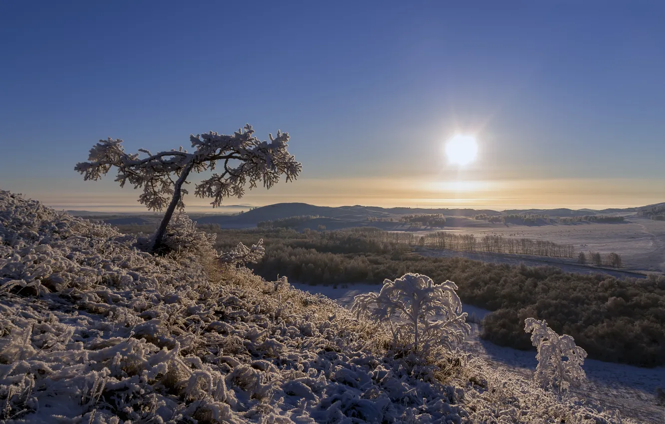 Photo wallpaper winter, frost, forest, the sky, the sun, light, snow, landscape