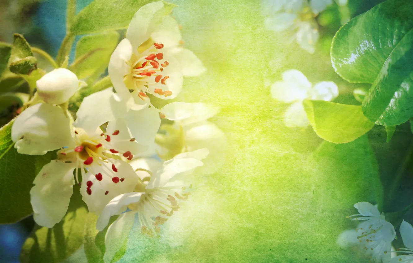 Photo wallpaper leaves, macro, flowers, petals, Apple