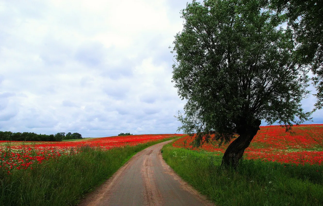 Photo wallpaper road, field, summer, landscape, tree, Maki