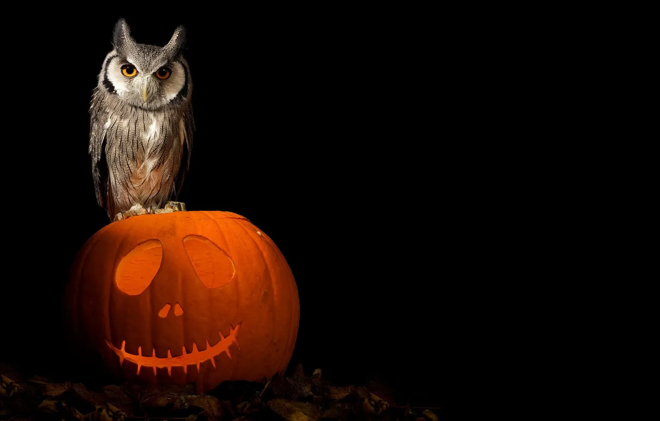 Photo wallpaper Halloween, art, pumpkin, owl
