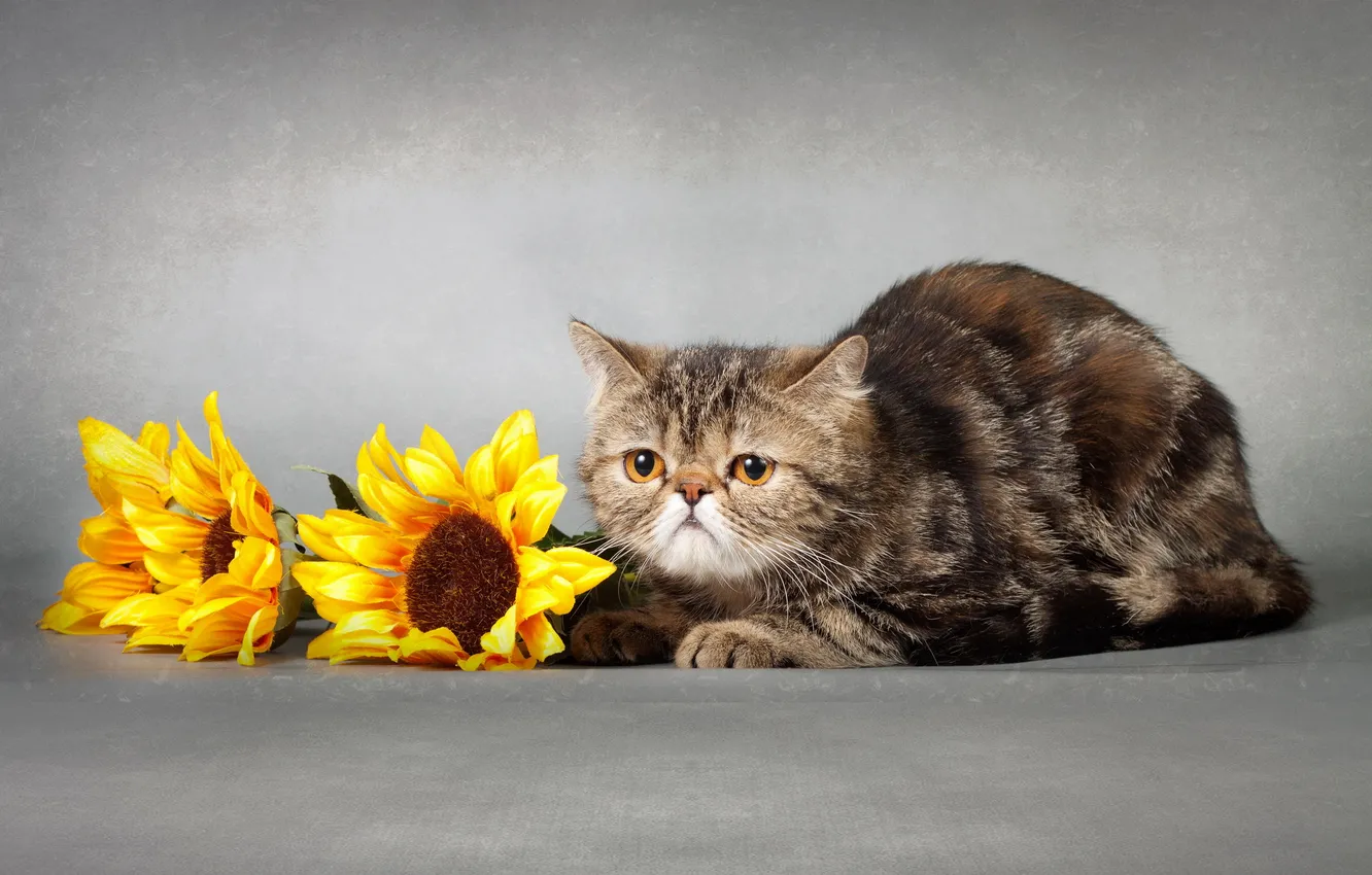 Photo wallpaper cat, look, background