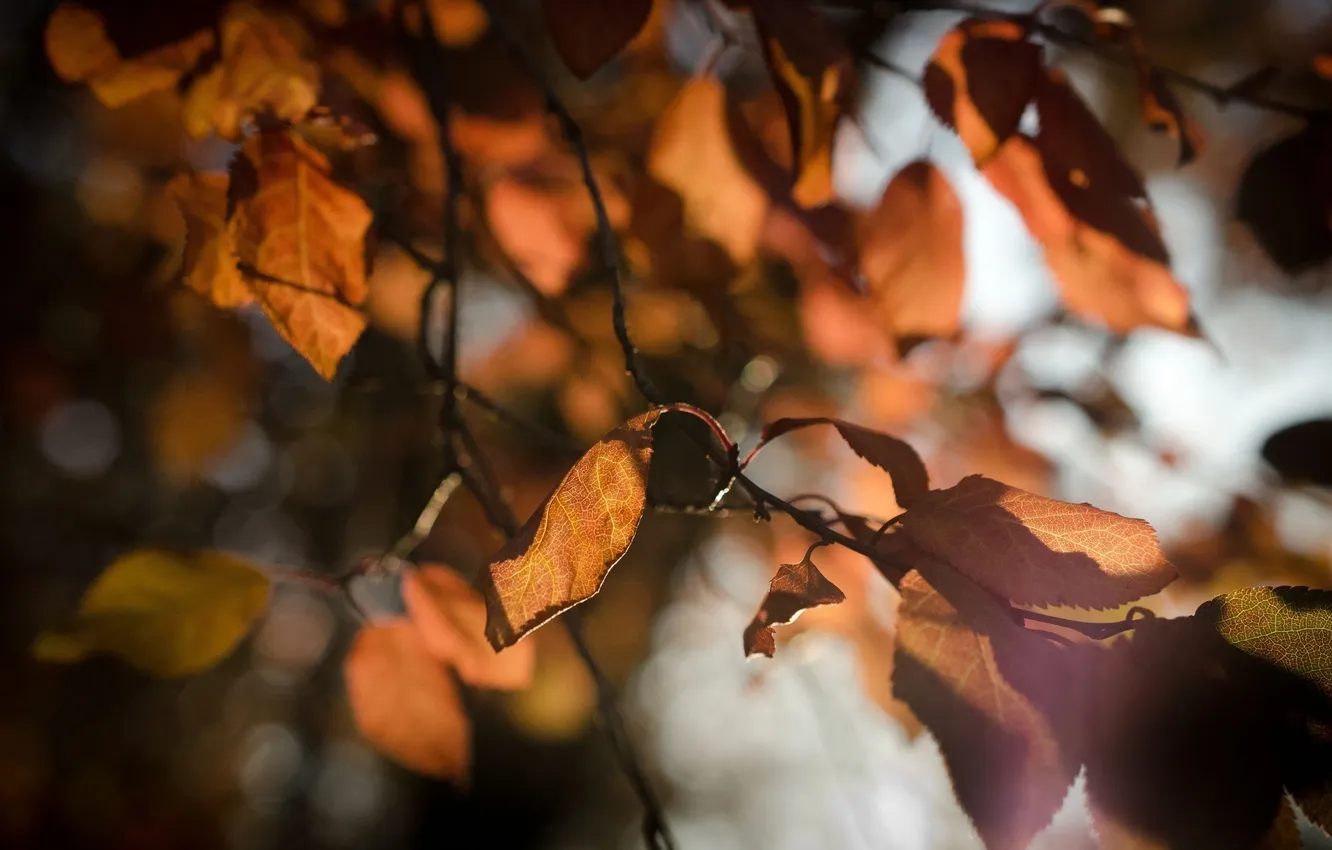 Photo wallpaper autumn, leaves, the sun, macro, light, branches