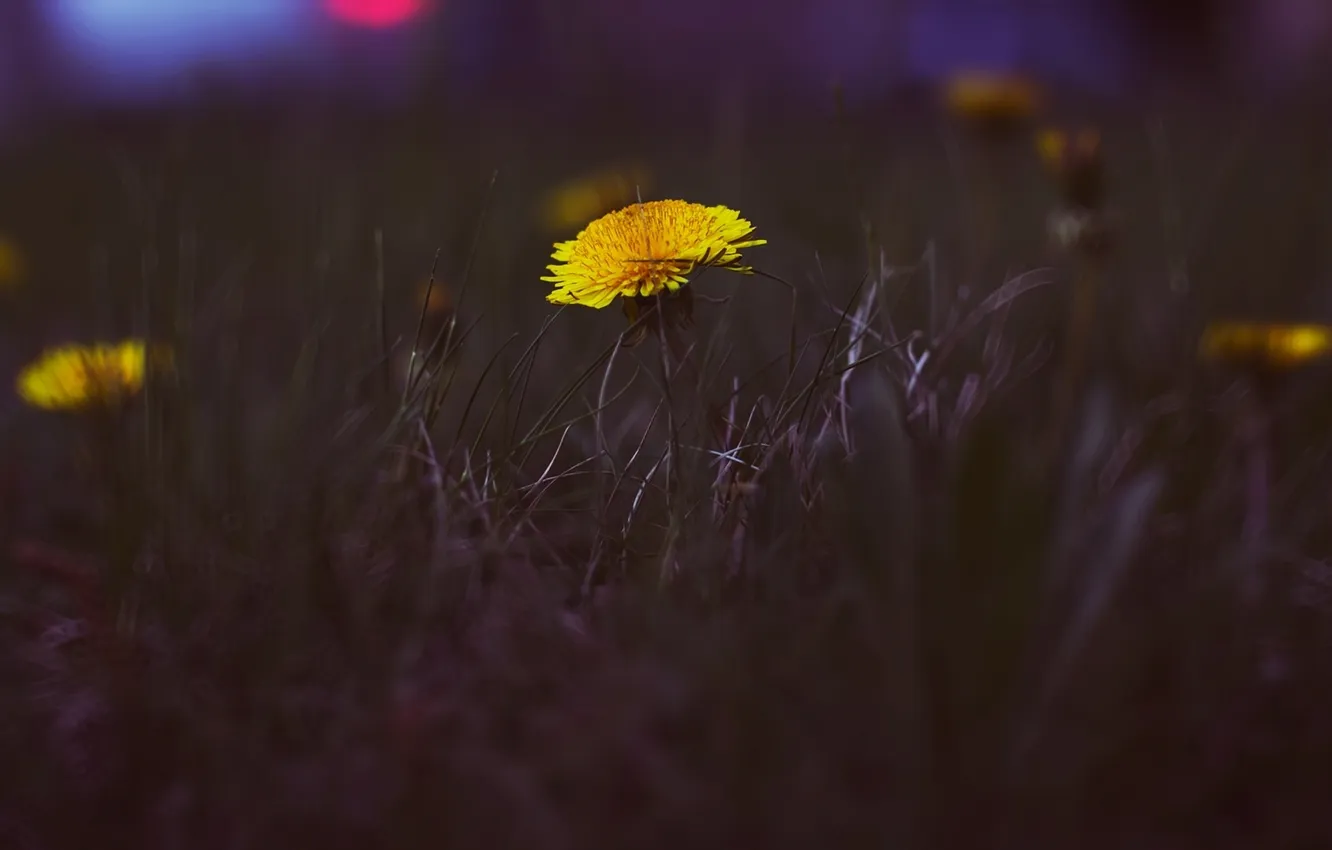 Photo wallpaper greens, grass, sunset, orange, the city, dandelion, street, color