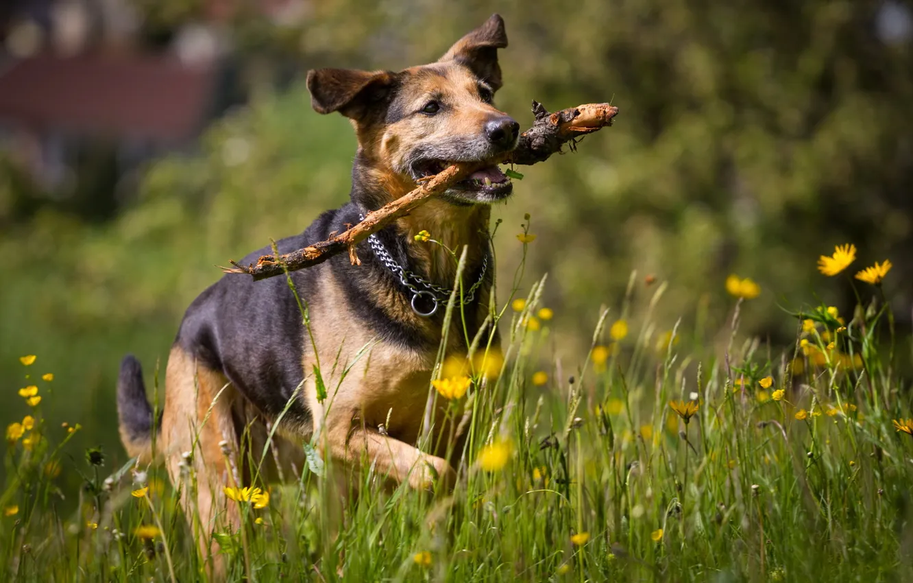 Photo wallpaper look, each, dog