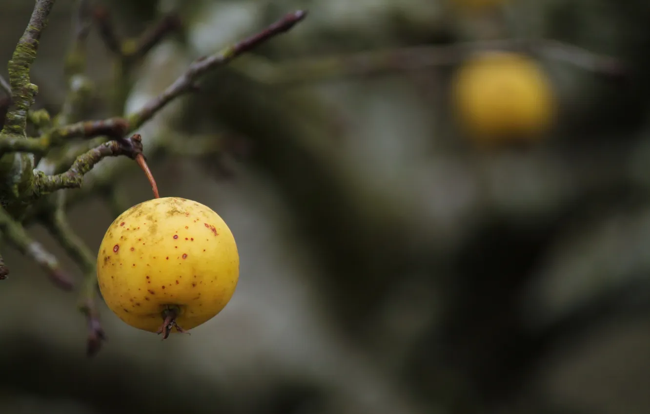 Photo wallpaper autumn, branches, apples