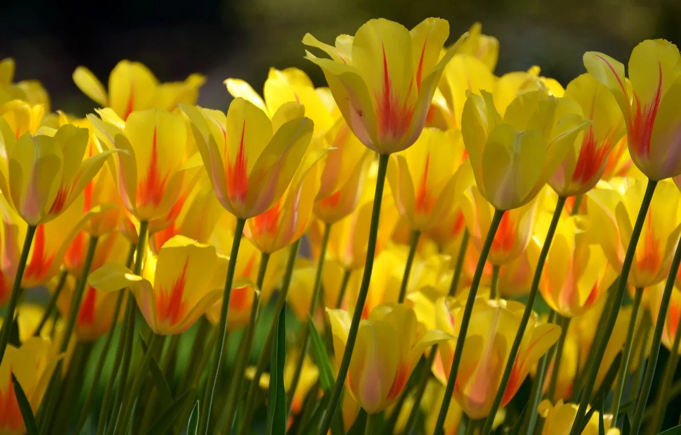 Photo wallpaper petals, buds, yellow tulips