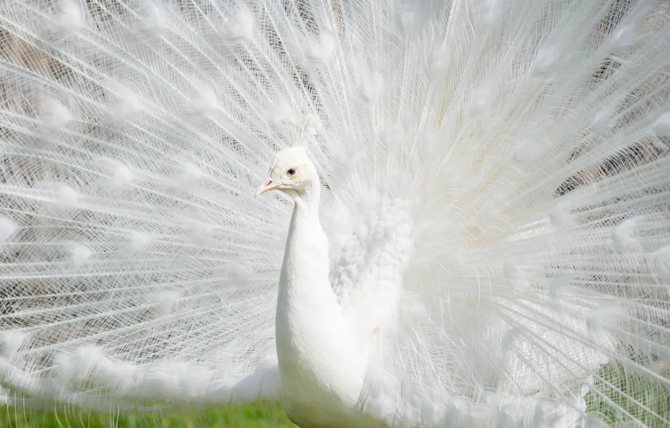 Photo wallpaper bird, feathers, tail, peacock, white peacock