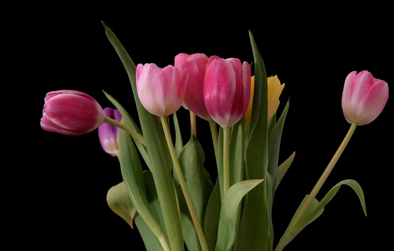 Photo wallpaper bouquet, tulips, black background, pink tulips