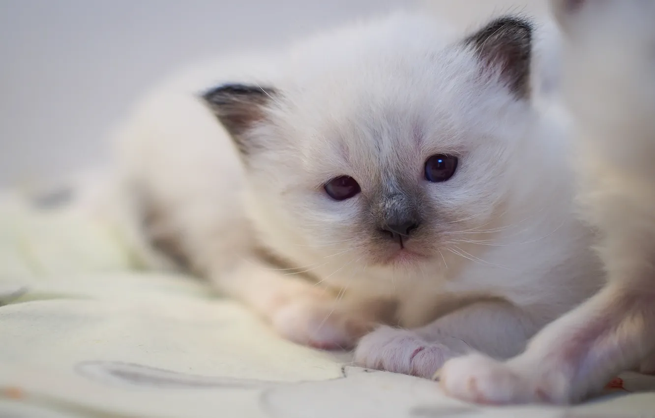 Photo wallpaper cat, white, look, sweetheart, portrait, legs, baby, lies