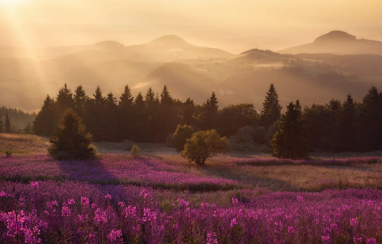 Photo wallpaper field, forest, flowers, mountains, fog, hills, view, meadow