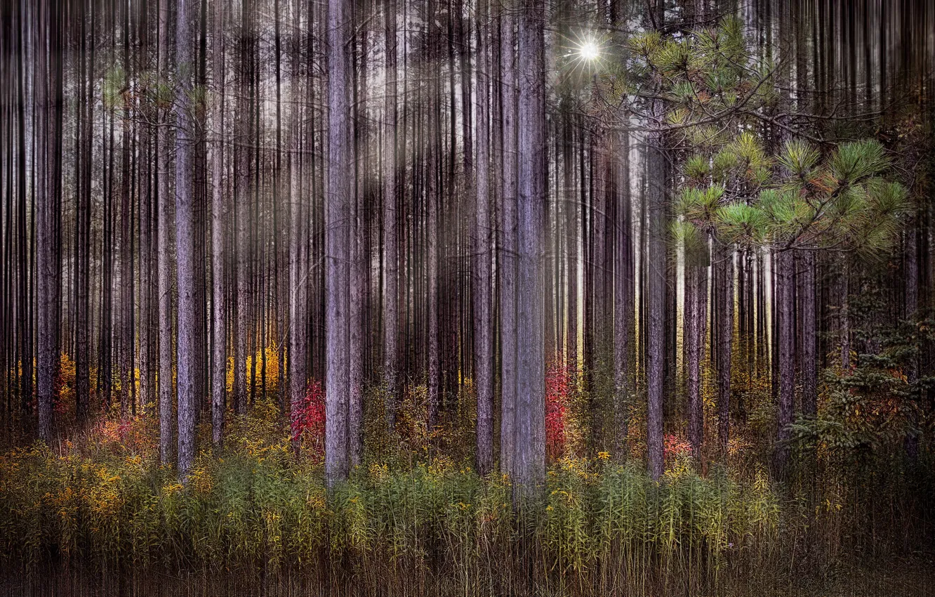 Photo wallpaper autumn, forest, rays, trees