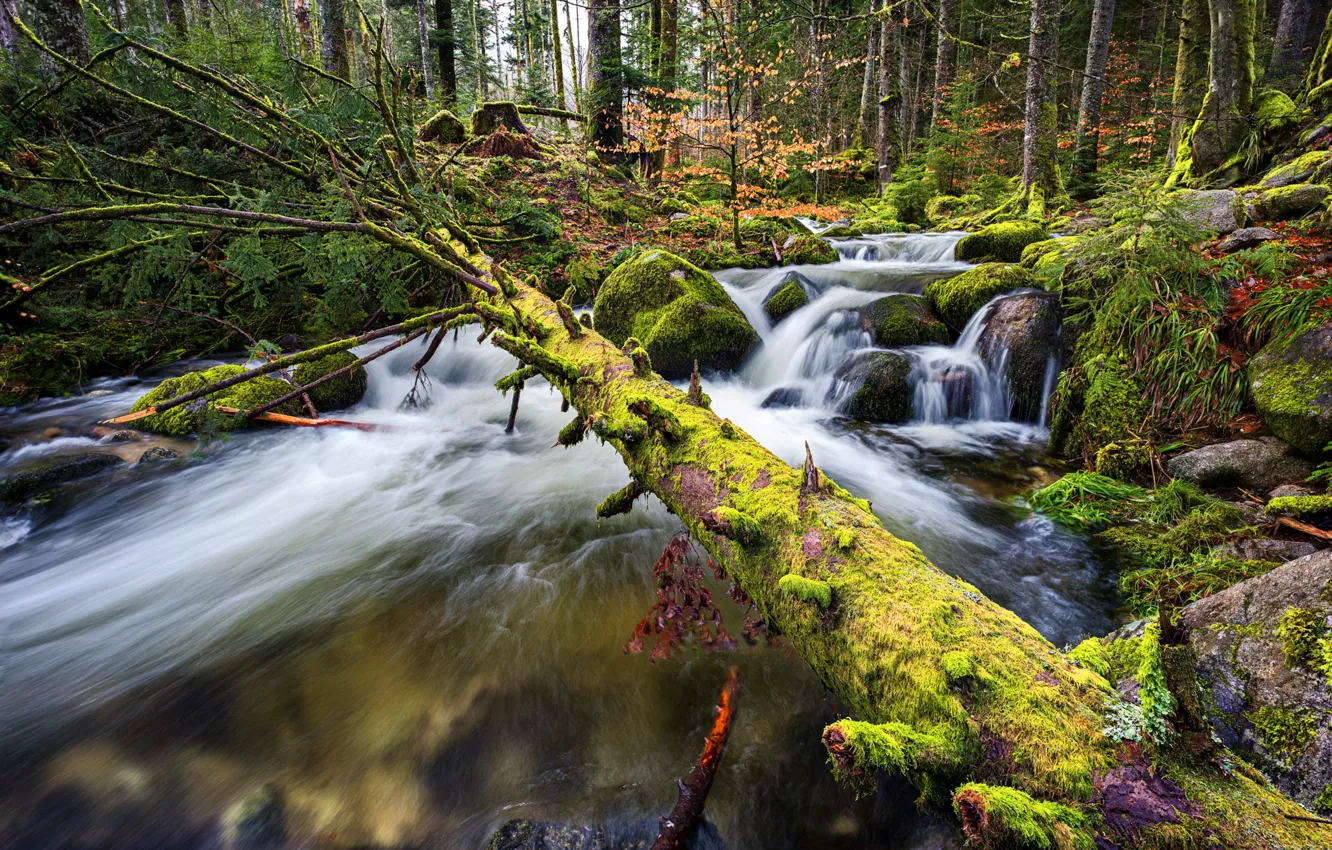 Photo wallpaper forest, trees, stream, stones, moss