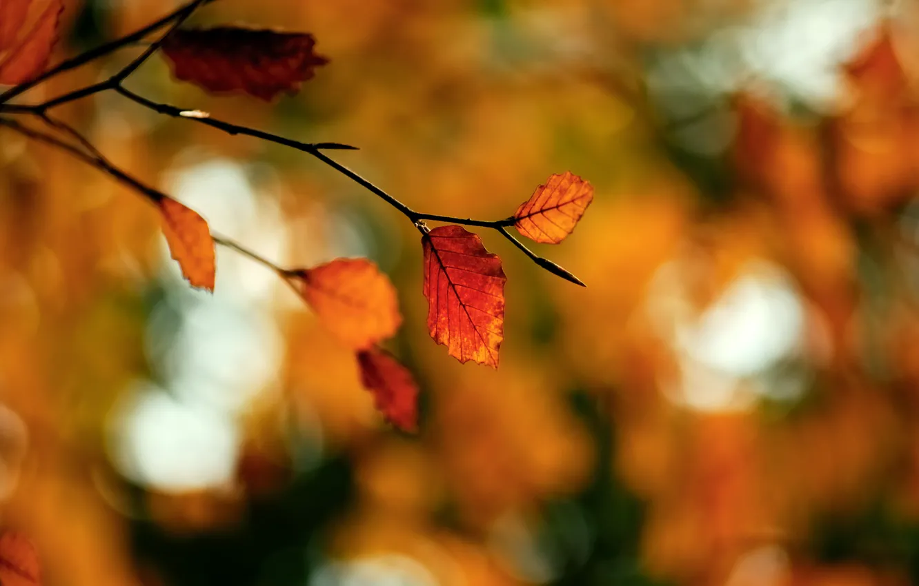 Photo wallpaper autumn, macro, glare, foliage, branch