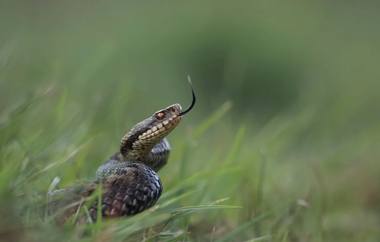 Photo wallpaper nature, reptile, adder