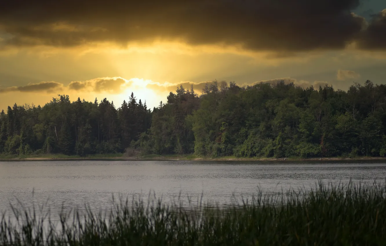 Photo wallpaper forest, summer, sunset, lake