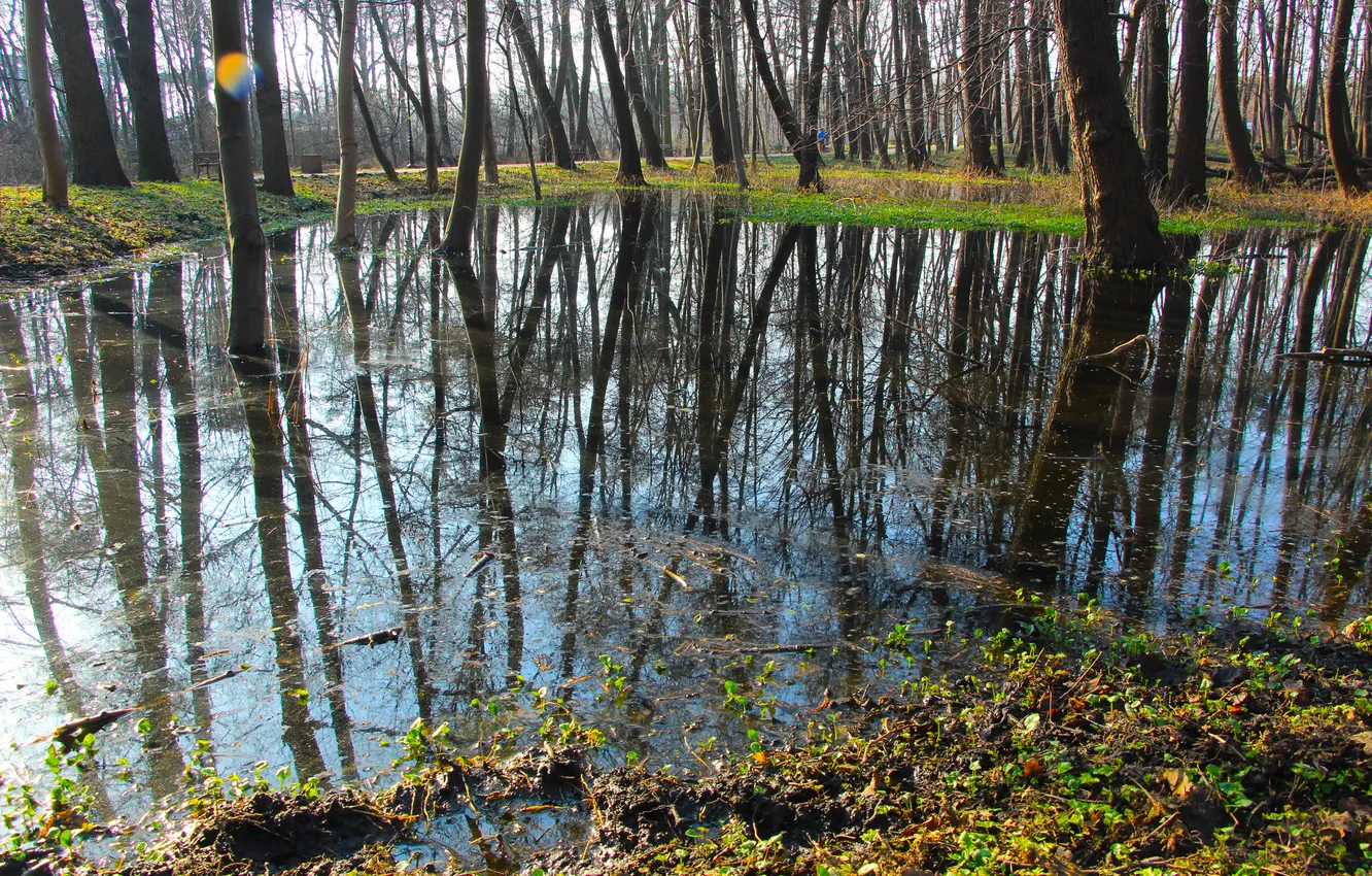 Photo wallpaper forest, water, park, tree