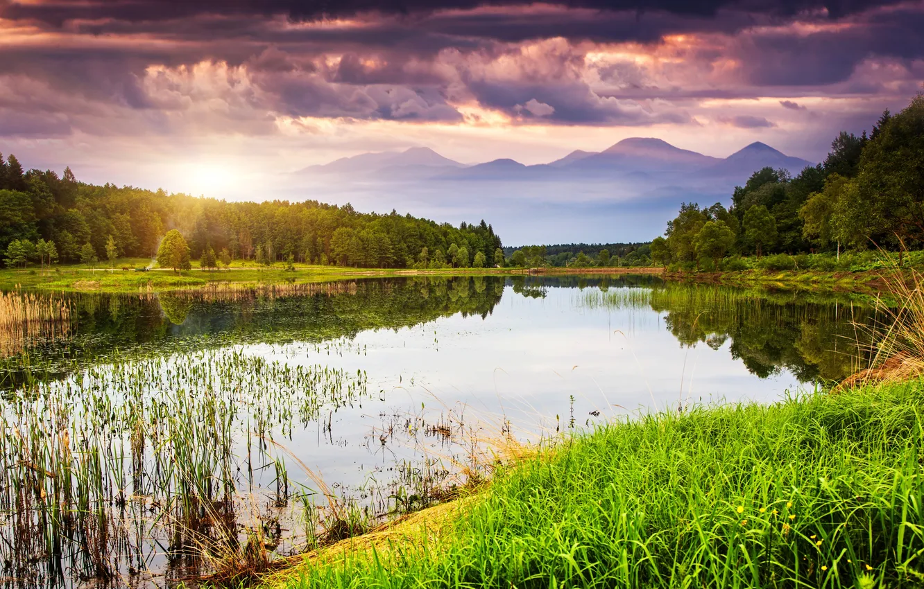 Photo wallpaper forest, the sky, grass, the sun, clouds, trees, landscape, sunset