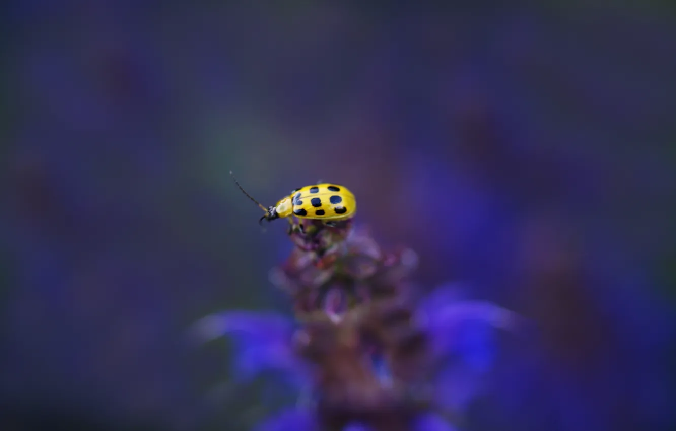 Photo wallpaper flower, background, plant, ladybug, blur, insect, yellow