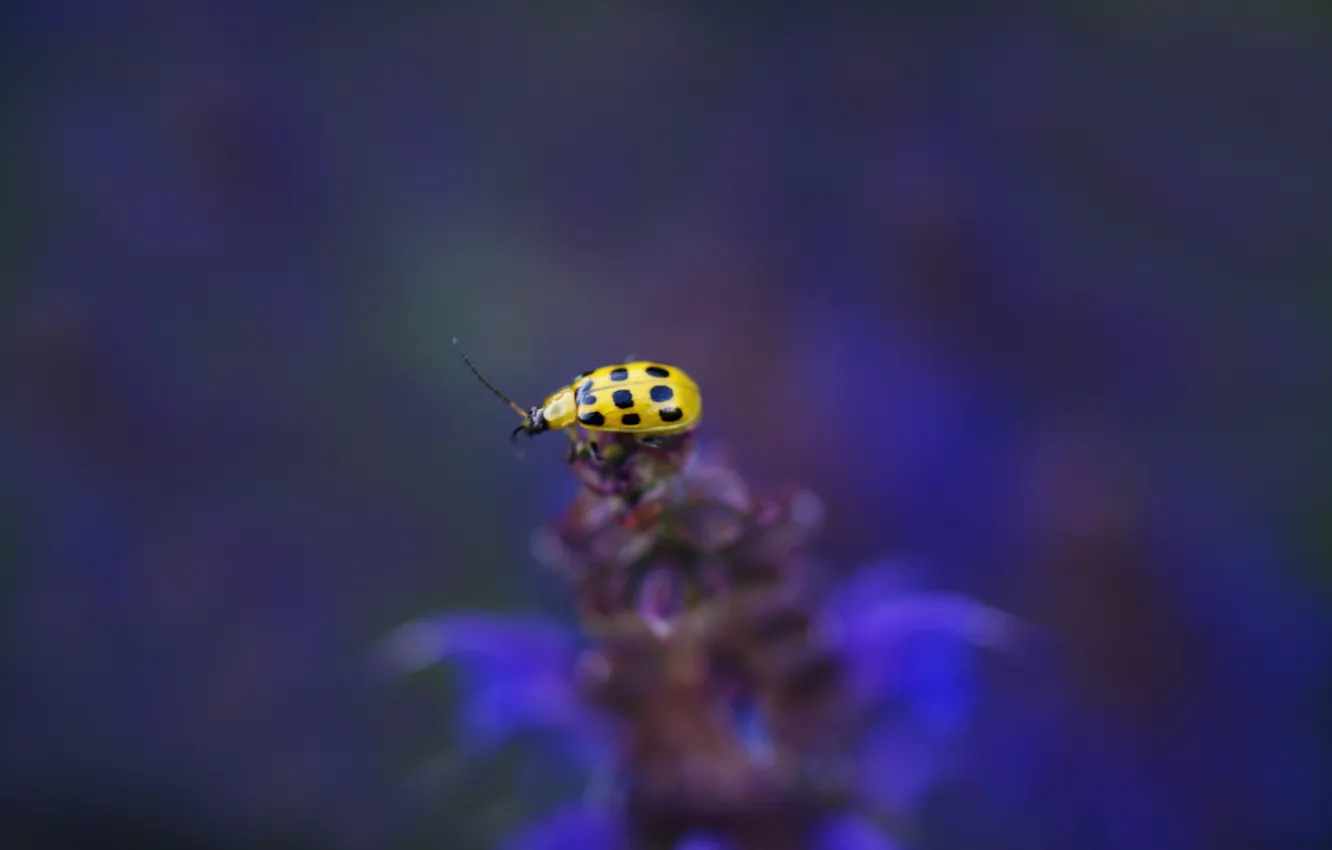 Photo wallpaper flowers, yellow, background, plant, ladybug, blur, insect