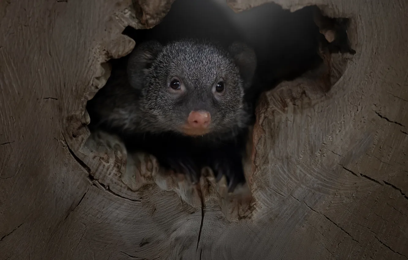 Photo wallpaper muzzle, the hollow, Striped mongoose, Svetlana Pisareva